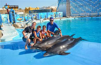 Dolphin Show